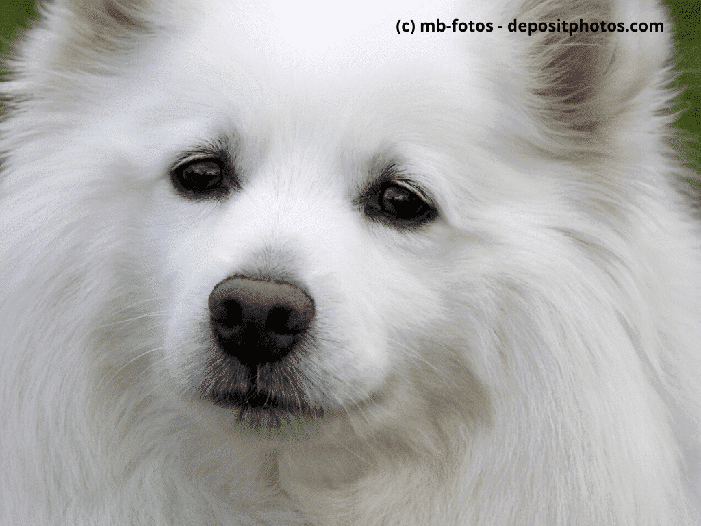 Großspitz weiß Portrait