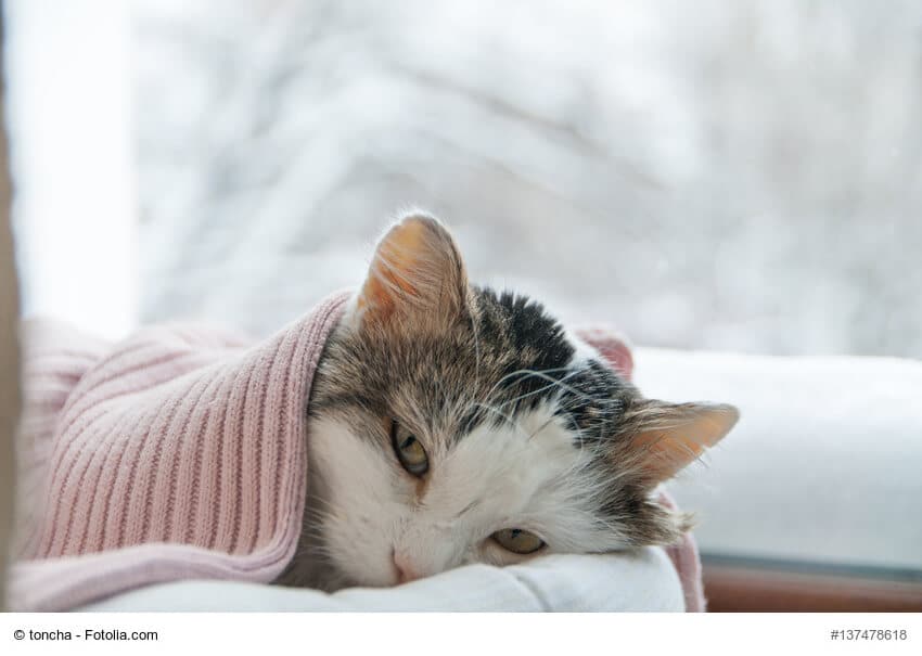 Zugedeckte, kranke Katze