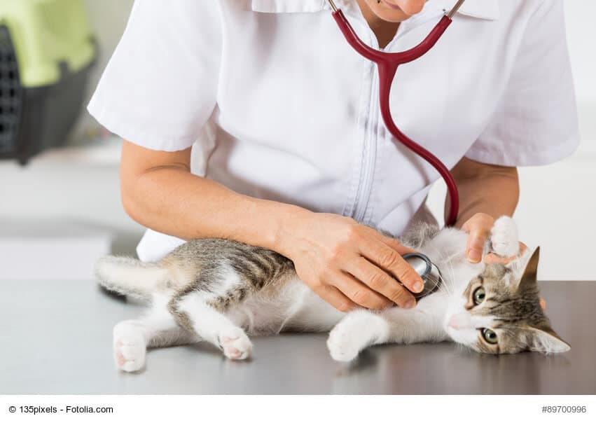 Mit der Katze beim Tierarzt