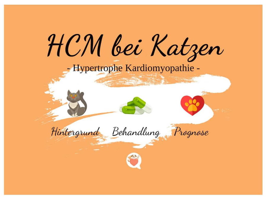 HCM – die häufigste Herzerkrankung bei Katzen