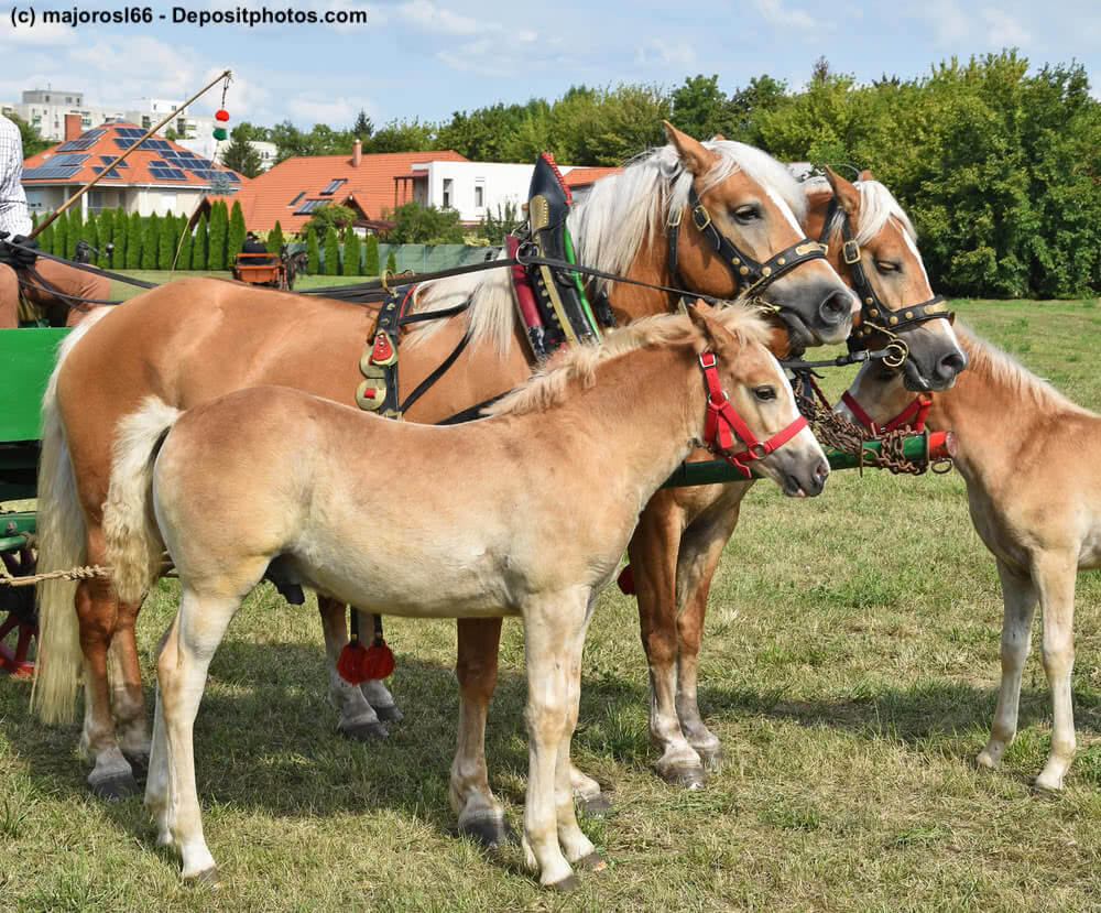 Haflinger vor einer Kutsche