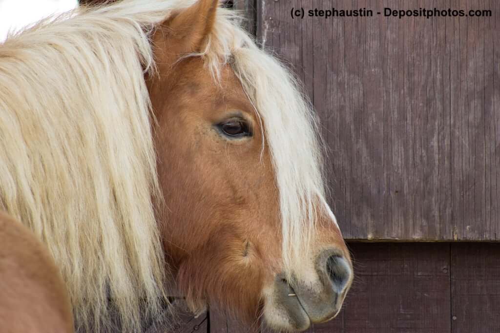 Haflinger Portrait