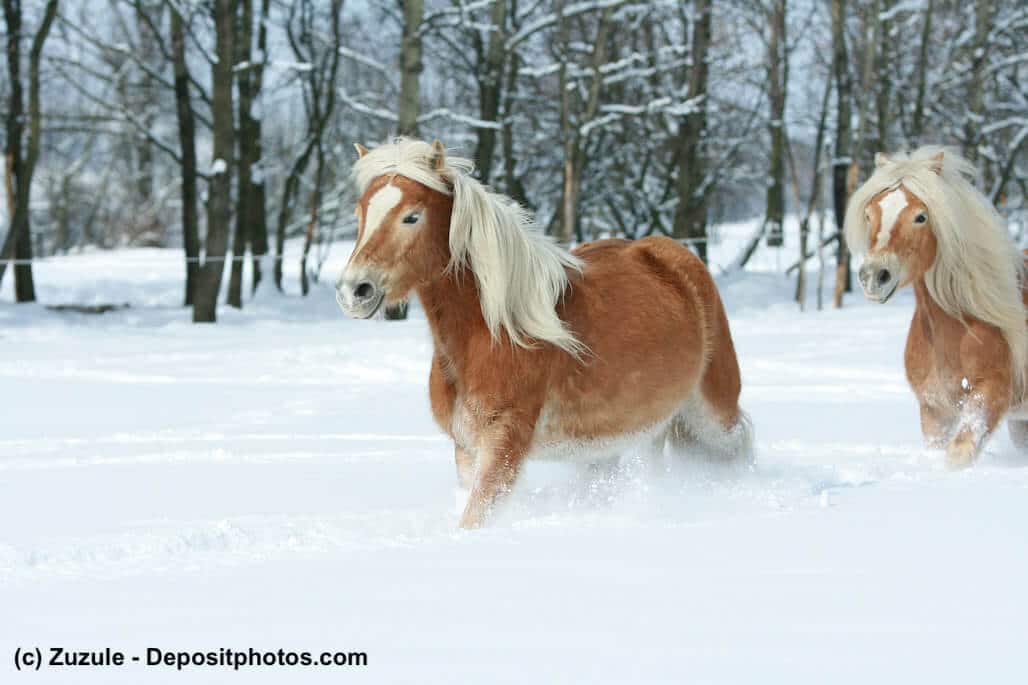 Haflinger läuft durch hohen Schnee