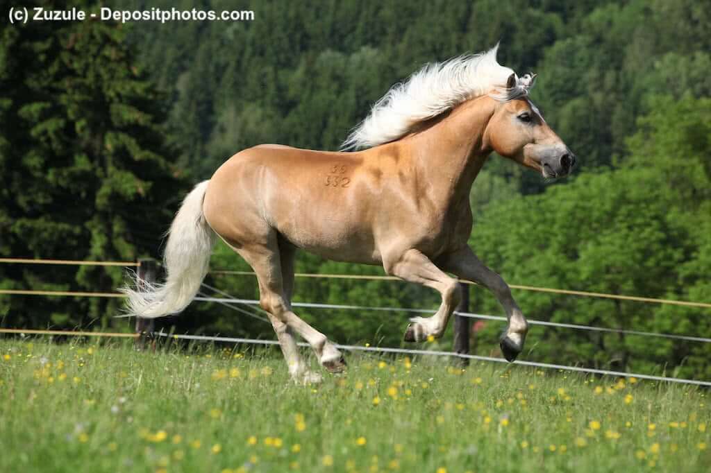 Haflinger