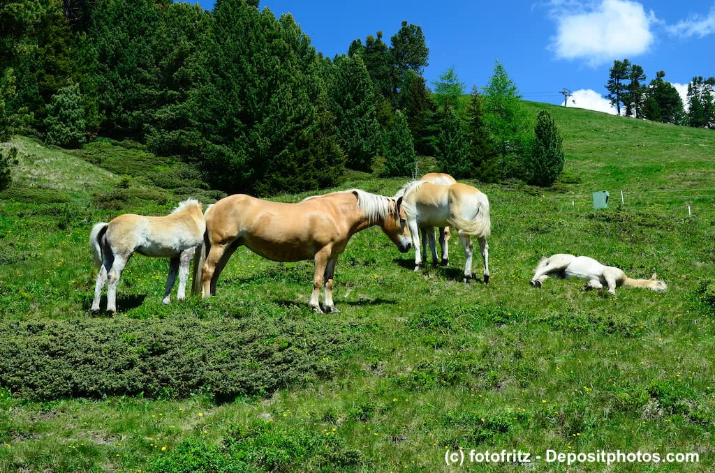 Haflinger auf einer Weide
