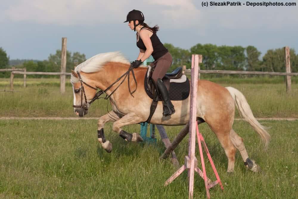 Haflinger springt mit Reiterin über Hindernis
