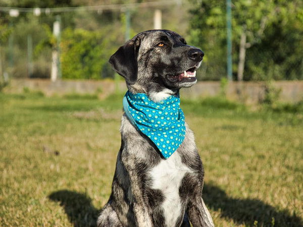 DIY: Dreieckstuch selber nähen – als Hundehalstuch oder Entspannungssignal