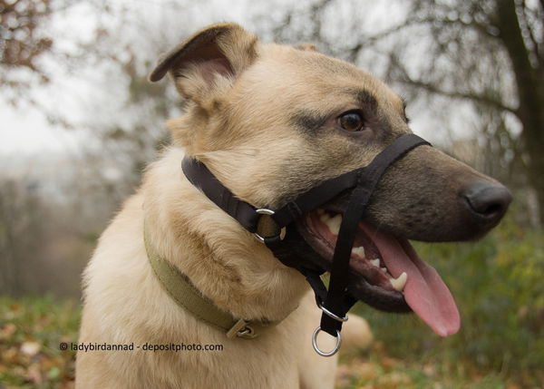 Halti für Hunde: Sinnvoll oder nicht?
