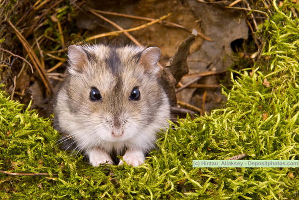 Hamsterarten - ein kleiner Einblick