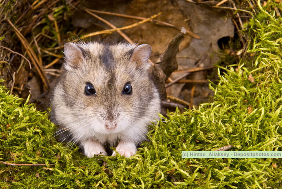 Hamsterarten - ein kleiner Einblick