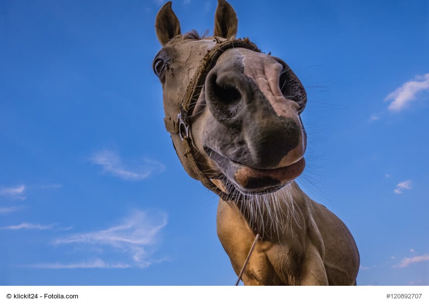 Lustiges Portrait eines Hannoveraner