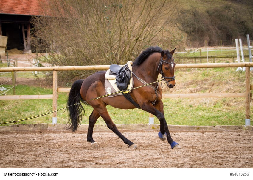 Hannoveraner mit Sattel an der Longe