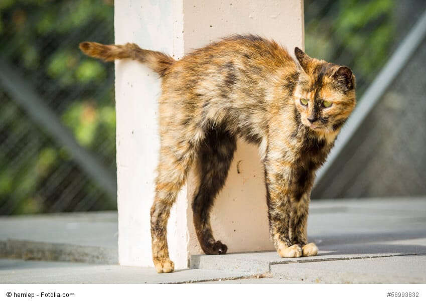 Katze markiert an einer Säule