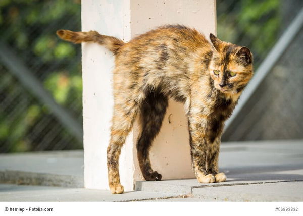 Pinkeln oder Markieren - warum ist meine Katze unsauber?