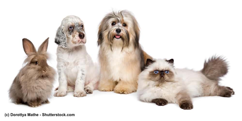 Havaneser mit Katzen und Kaninchen