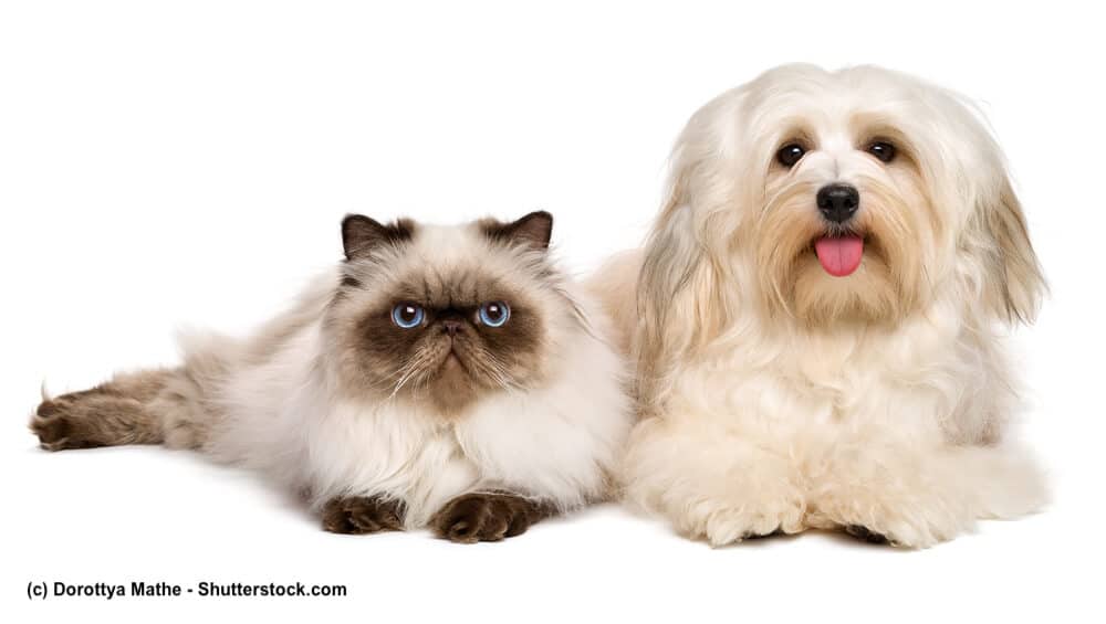 Katze und Havaneser nebeneinander