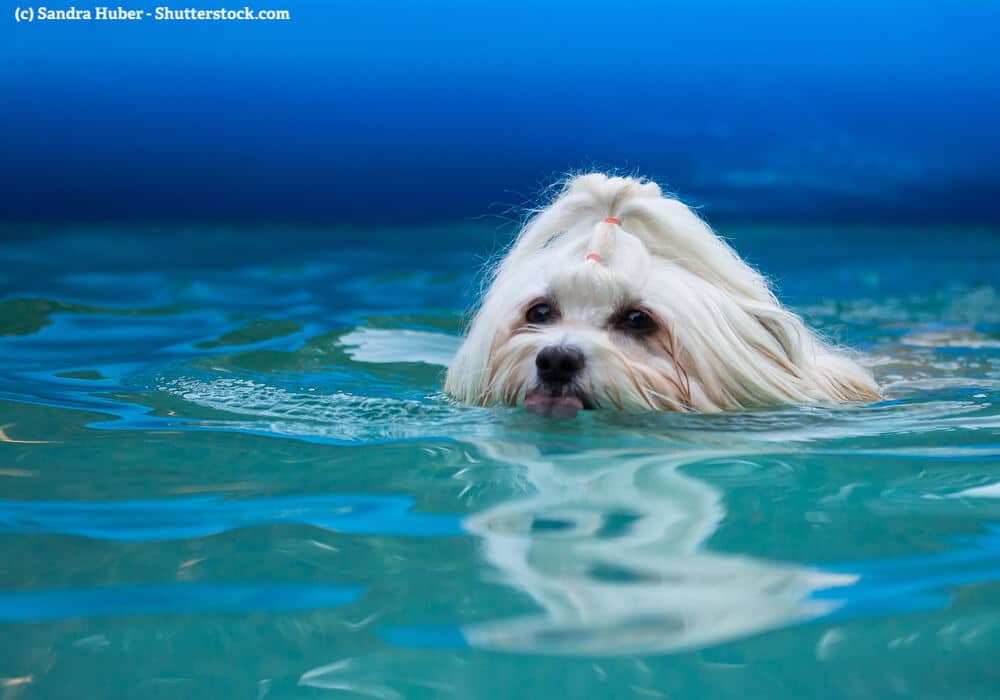 Weisser Havaneser schwimmt im Wasser
