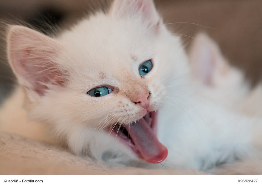 Müdes Heiliges Birma Katzenbaby