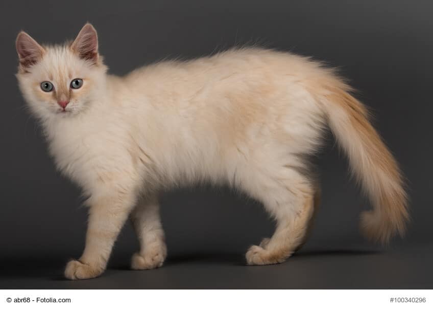Seitliche Aufnahme einer Heiligen Birma Katze