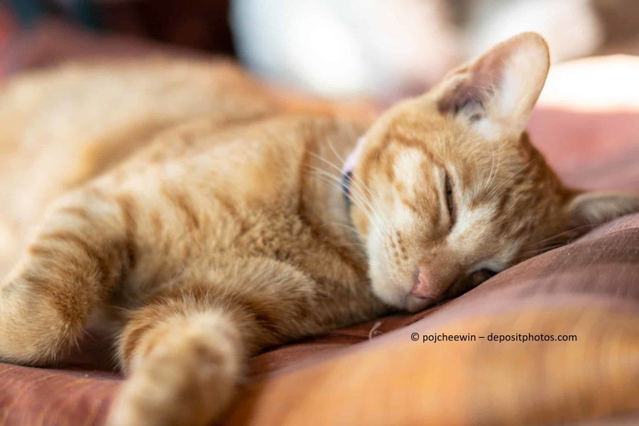 Kaufratgeber: Die besten Wärmekissen und Heizdecken für Katzen
