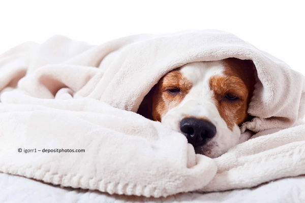 Kaufratgeber: Die besten Heizdecken, Thermomatten & Wärmekissen für Hunde