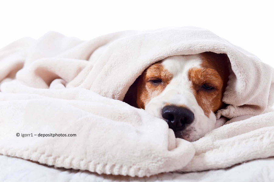 Kaufratgeber: Die besten Heizdecken, Thermomatten & Wärmekissen für Hunde