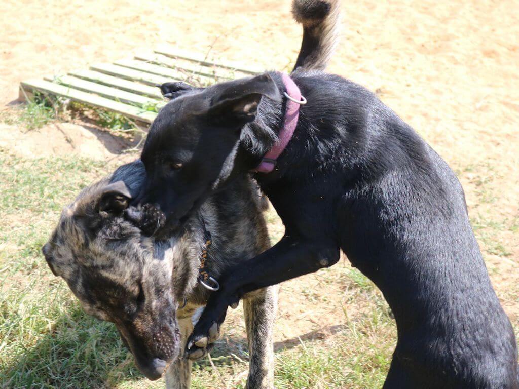 Ein grauer Herdenschutzhund und ein schwarzer Labrador spielen