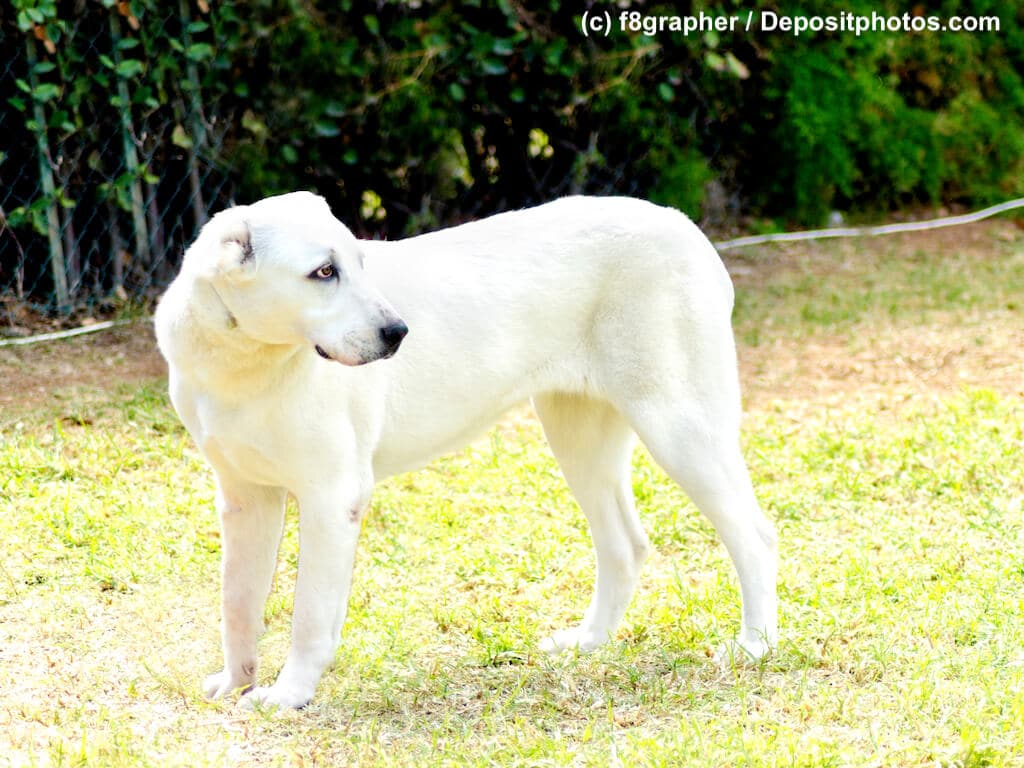 Seitenansicht eines weißen Herdenschutzhund steht in Garten Zentralasiatischer Owtscharka