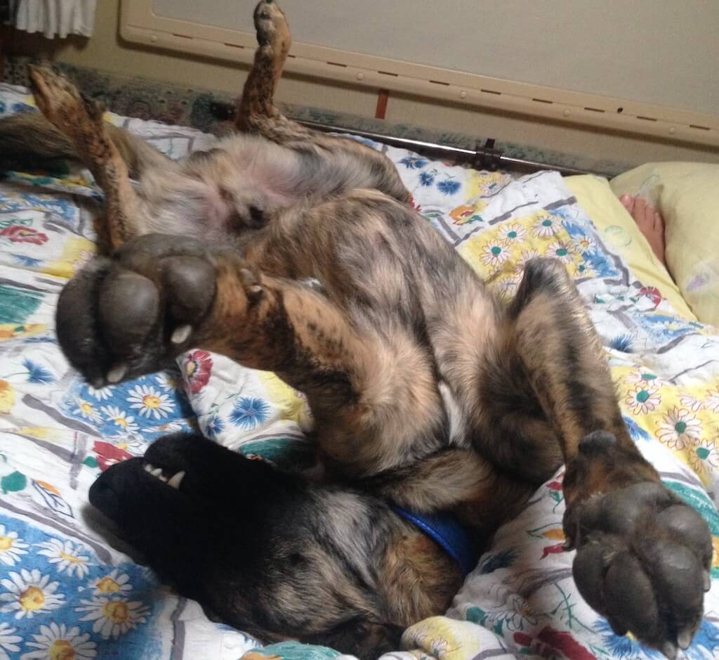 Ein Herdenschutzhund Cão de Castro Laboreiro liegt auf dem Rücken in einem Bett mit ausgestreckten Pfoten