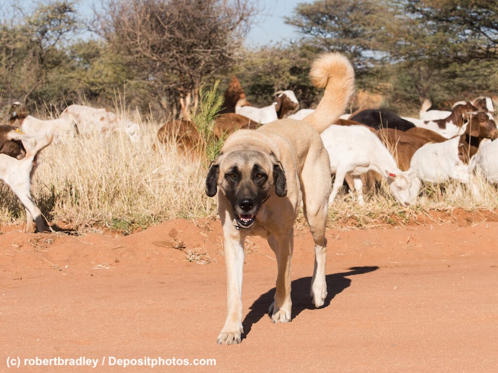 Ein Kangal frontal bewacht Schafherde in dürrer Landschaft