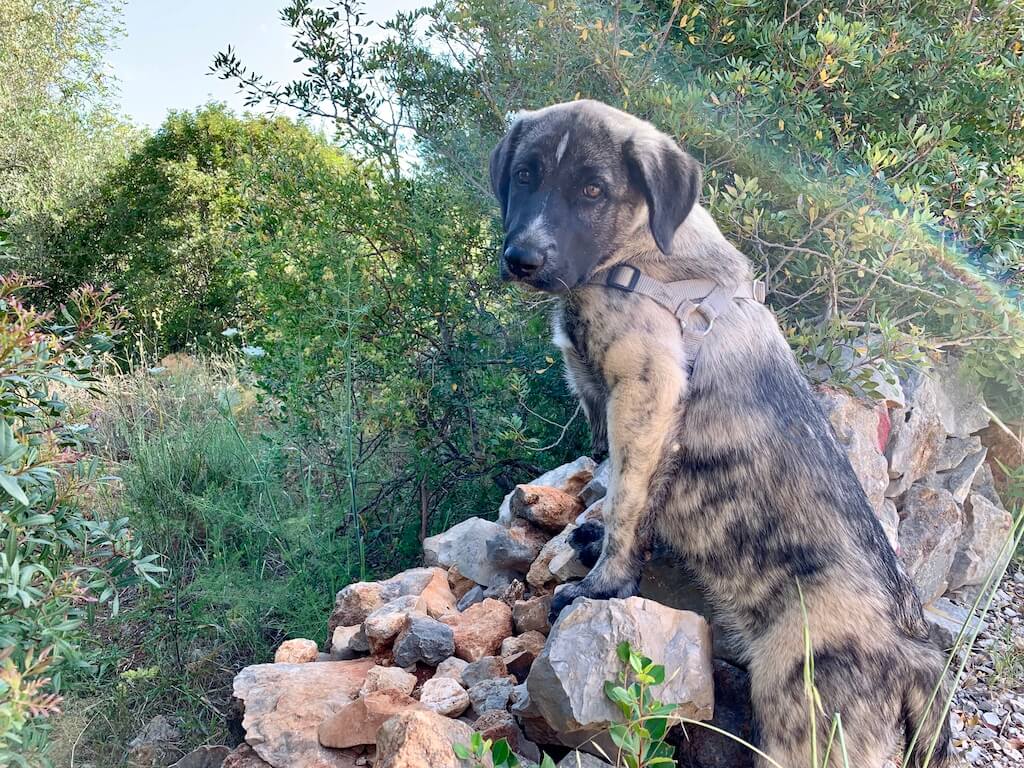 Herdenschutzhunde Rafeiro do Alentejo Welpe