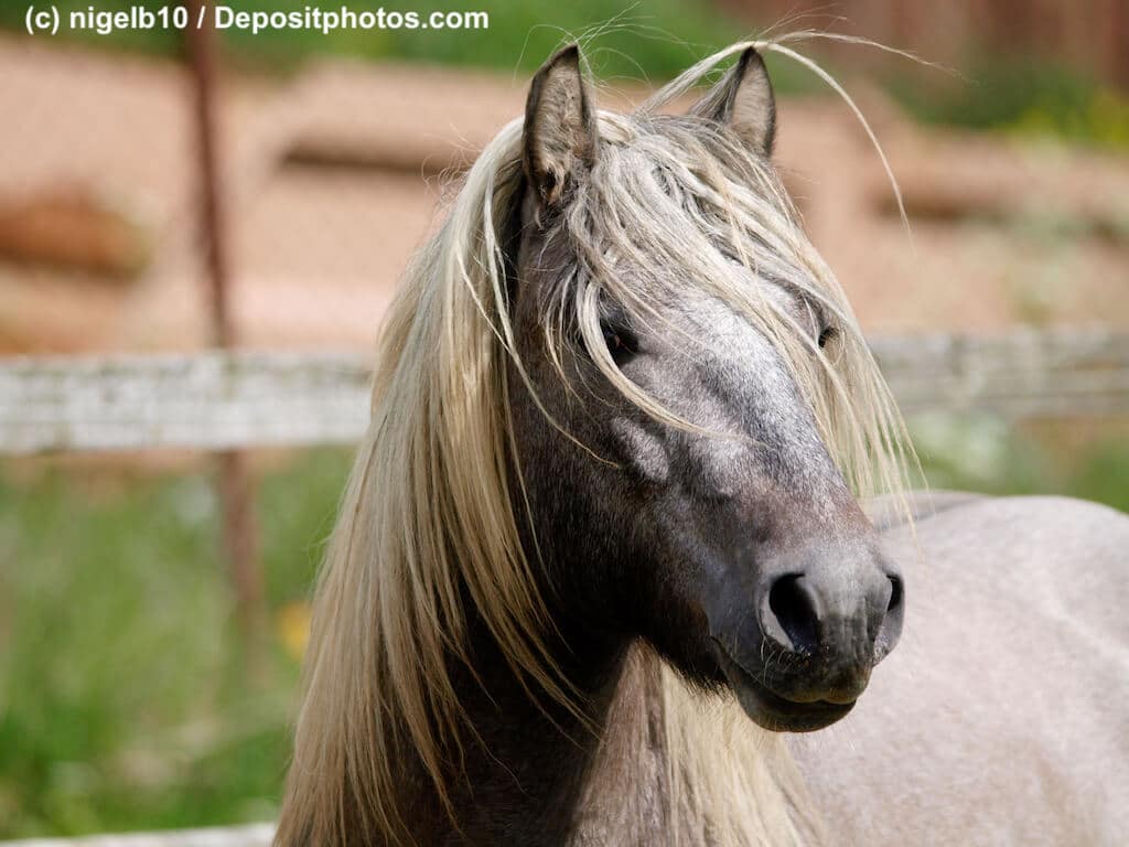 Brauen graues Highland Pony im Portrait