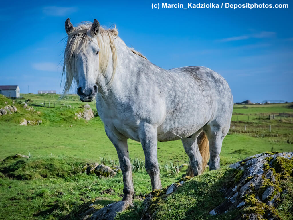 Highland-Pony