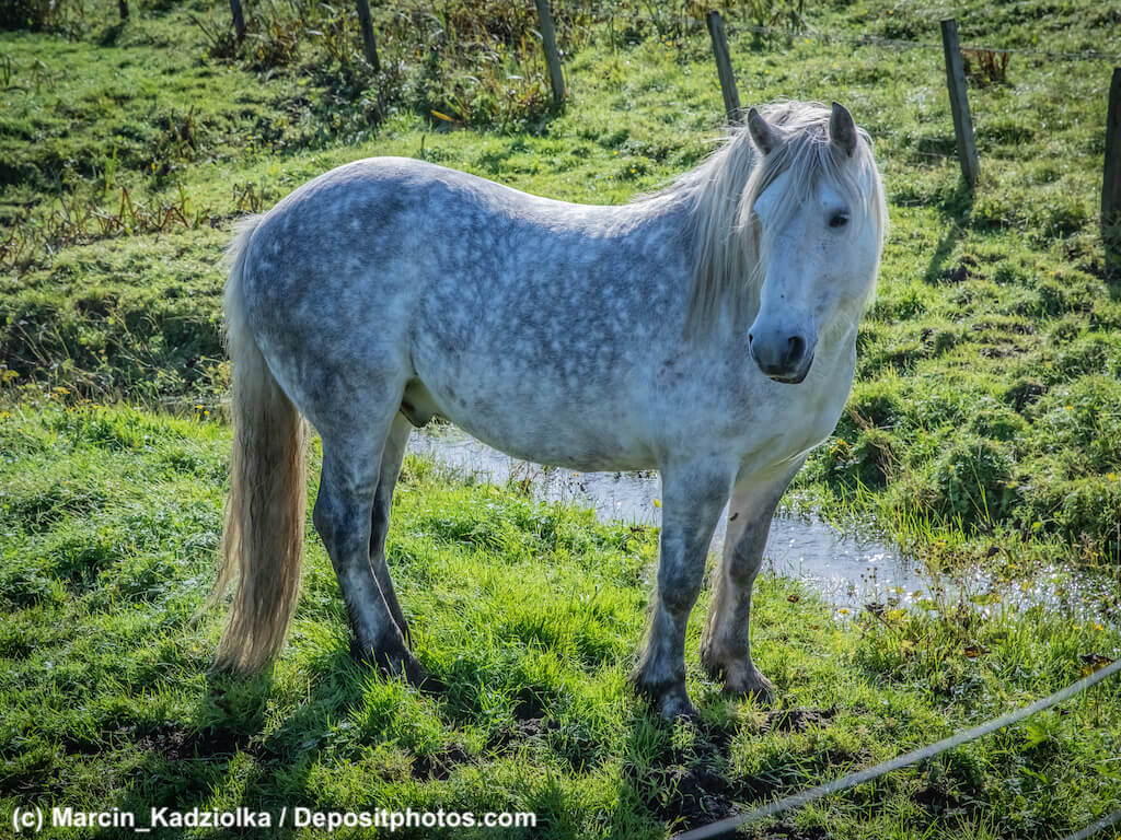 Bei der Queen zuhause, Highland Pony