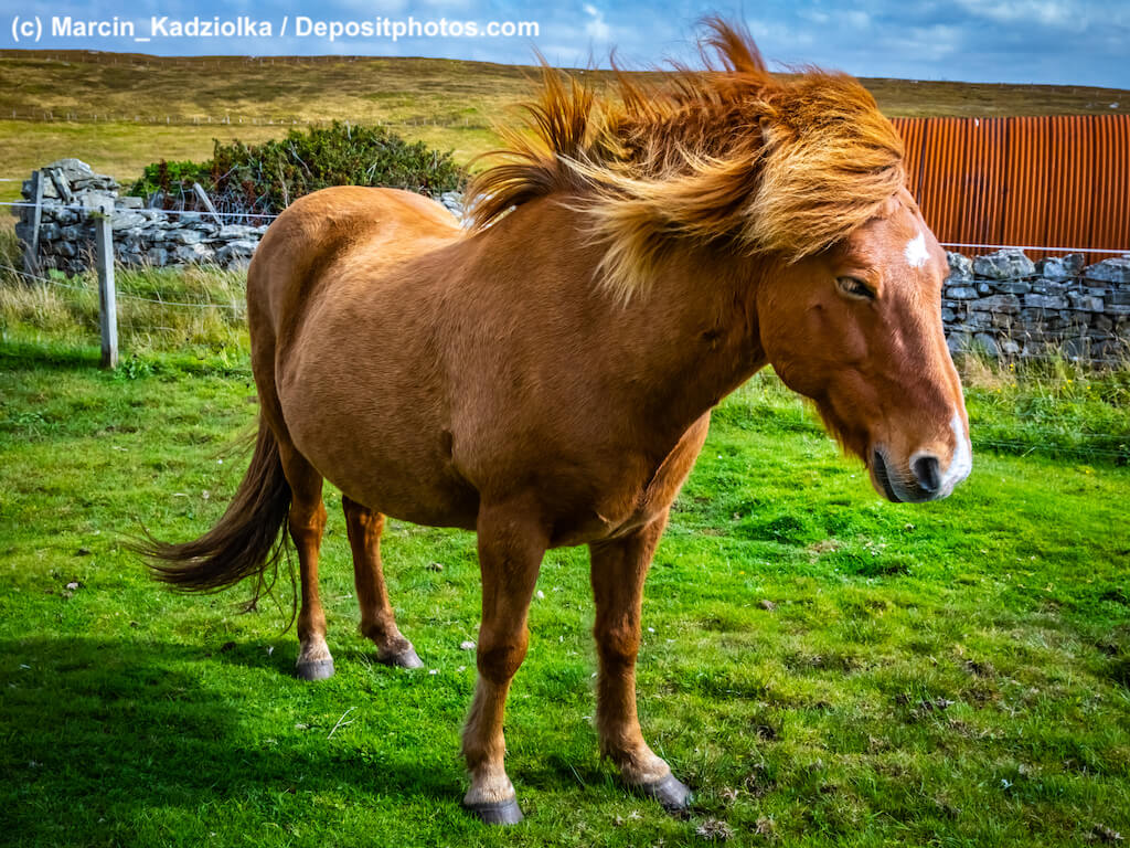 Braunes Highland Pony