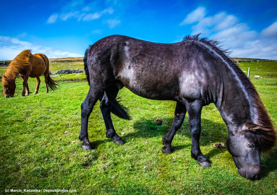 Highland Pony in Schottland