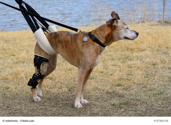 Gehhilfen für Hunde: Tragegeschirre, Tragegurte und andere Tragehilfen im Überblick