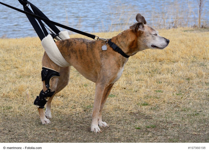 Gehhilfen für Hunde: Tragegeschirre, Tragegurte und andere Tragehilfen im Überblick