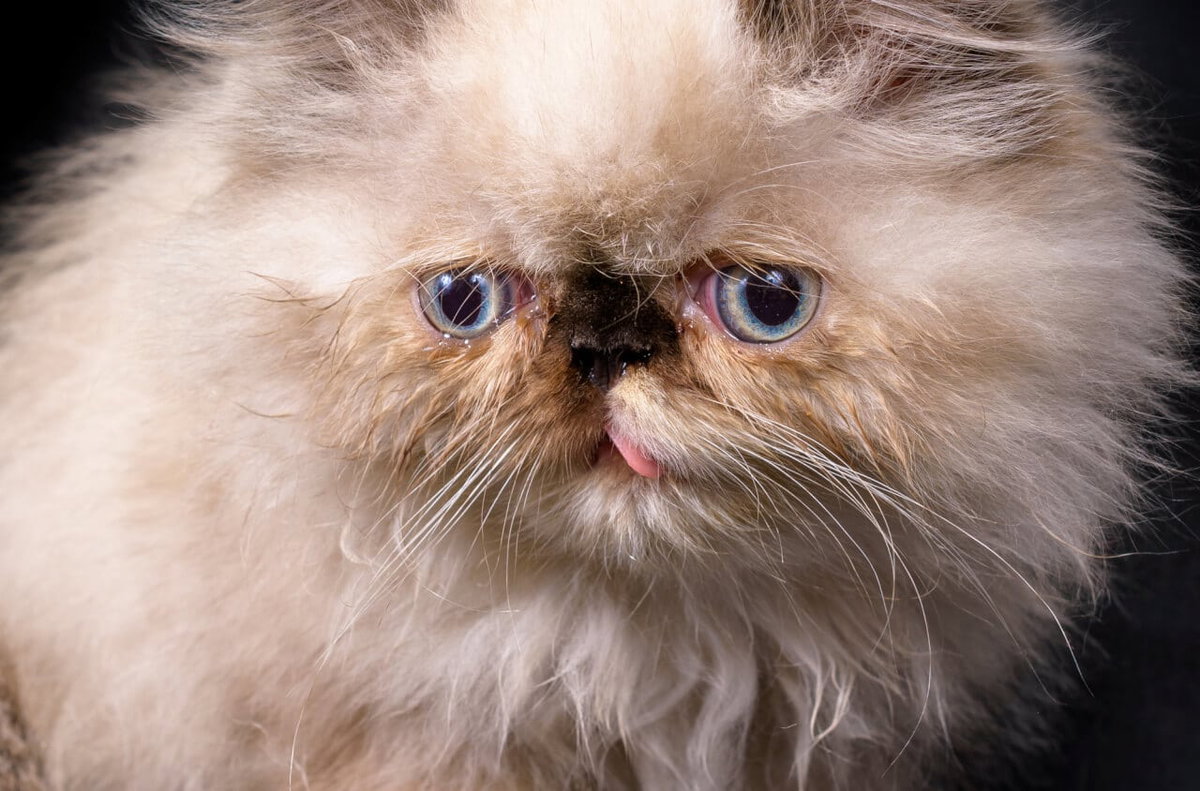 Gesicht Himalayan Katzenkind vor dunklem Hintergrund