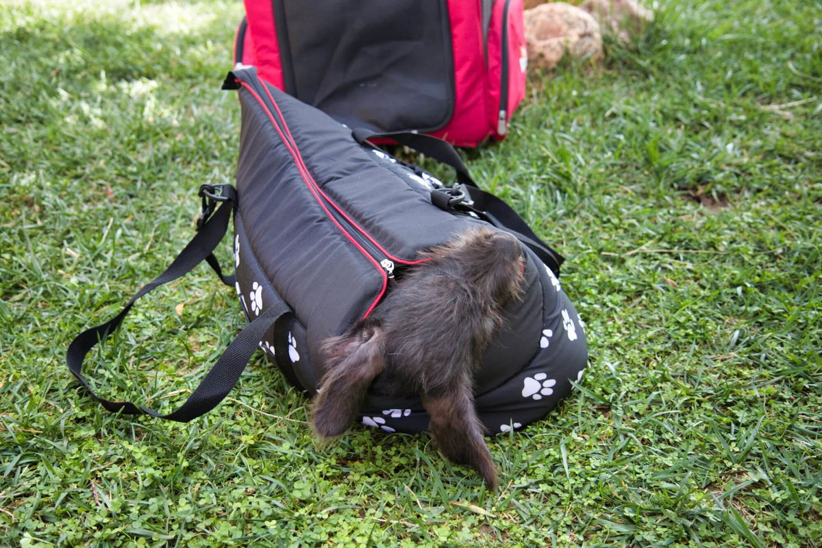 Gemütlich eingekuschelt aber dennoch genug Luft zum Atmen - darauf kommt es bei Hundetaschen an.