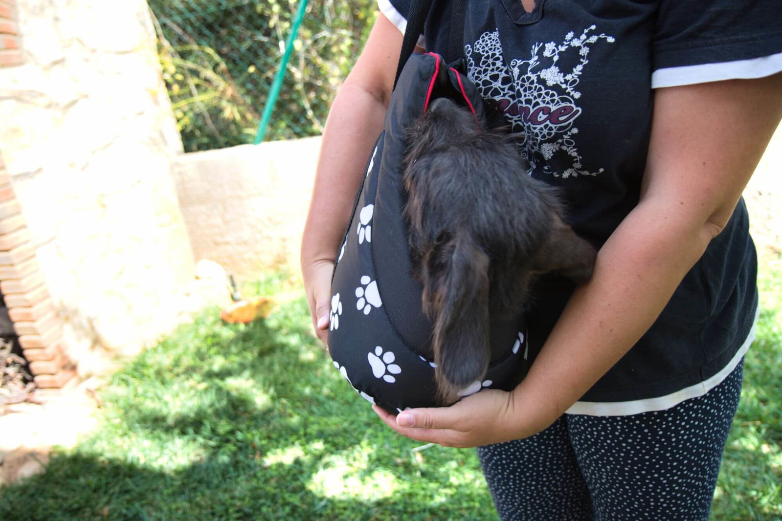 Kleiner schwarzer Hund in einer Hundetasche von Hobbydog.