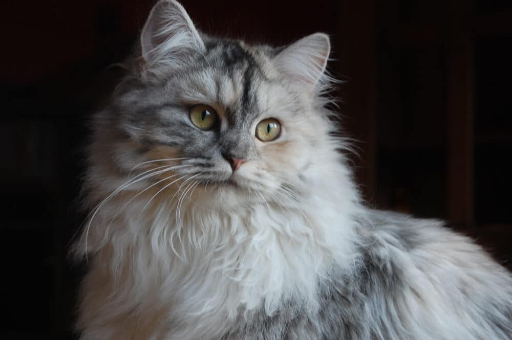 Deutsch Langhaar: Hoshi von Germangora -F3-black silver torbie white