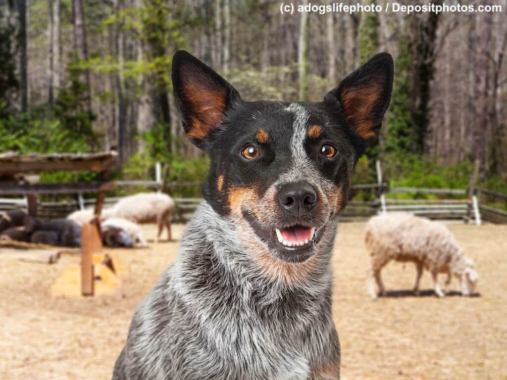 Australian Cattle Dog Nahaufnahme mit Schafen im Hintergrund vor Wald