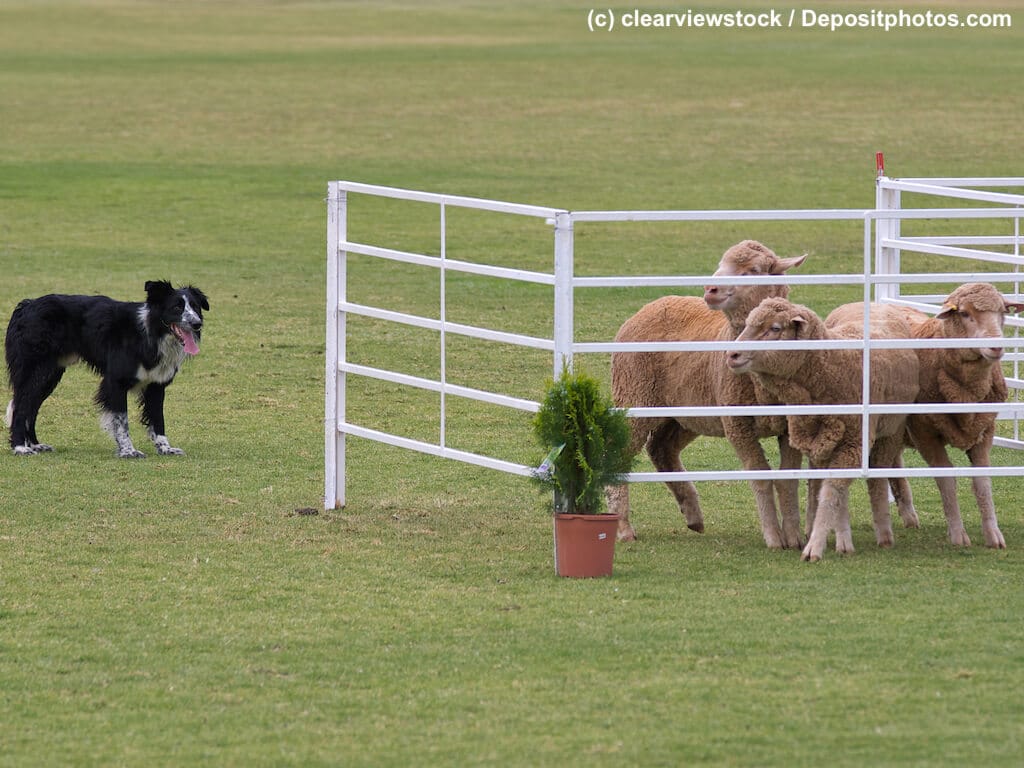 Ein Border Collie bewacht drei Schafe in offenem Gatter