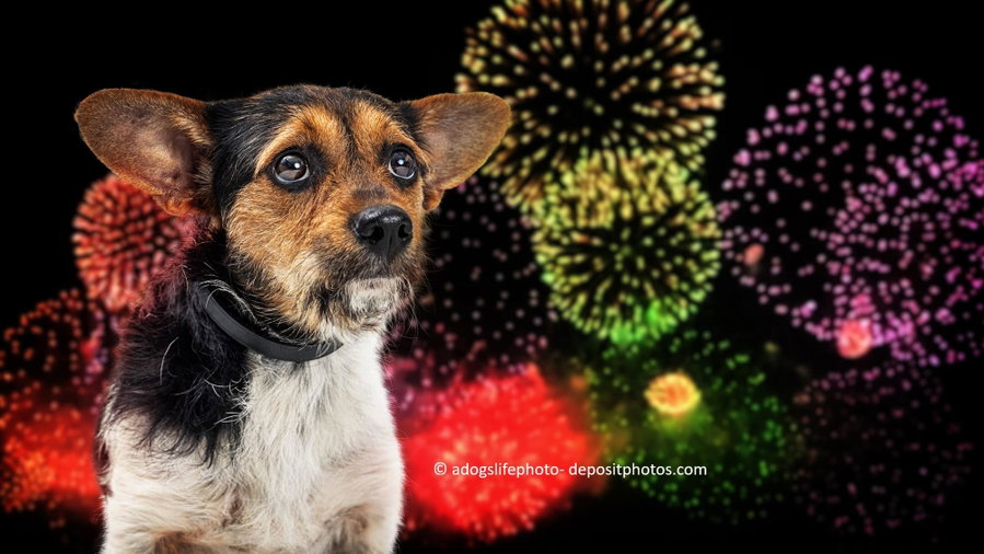 Silvester mit Hund – Tipps gegen die Angst vor Silvesterkrach