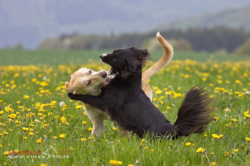 Spielen und toben gehört auch für Hunde mit Behinderung zum Leben dazu