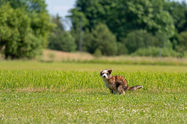 Durchfall beim Hund – Ursachen und Abhilfe