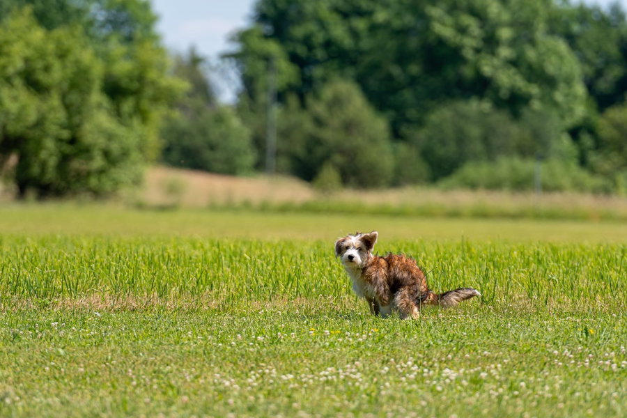 Durchfall beim Hund – Ursachen und Abhilfe