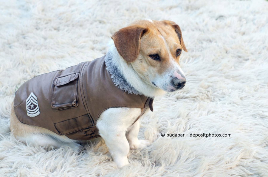 Ab welchen Temperaturen brauchen Hunde einen Mantel?