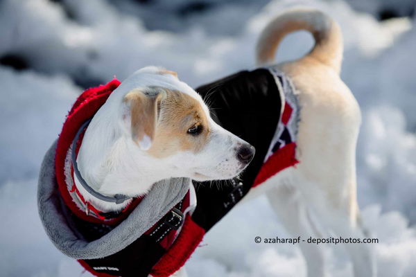 Kaufratgeber: Der beste Hundemantel